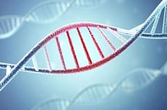 gene