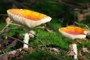 forest mushroom