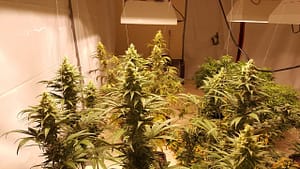 cannabis grow marijuana
