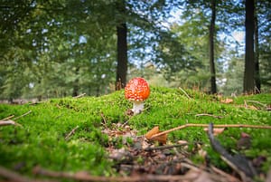 red mushroom