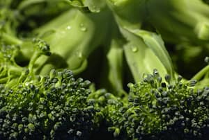 broccoli 