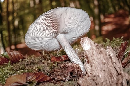 Benefits of Buying Magic Mushrooms Online